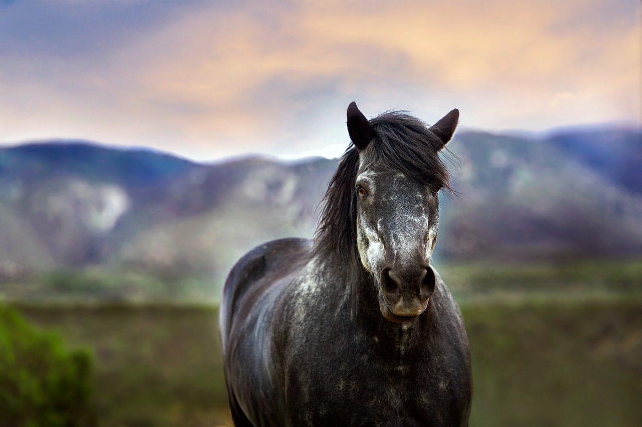 Черная лошадь на фоне луга