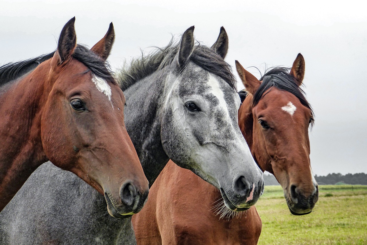 Три лошади стоят рядом